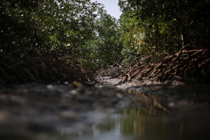 Image for Exclusive-Brazil in talks with TPG, Brookfield over $4 billion climate finance push