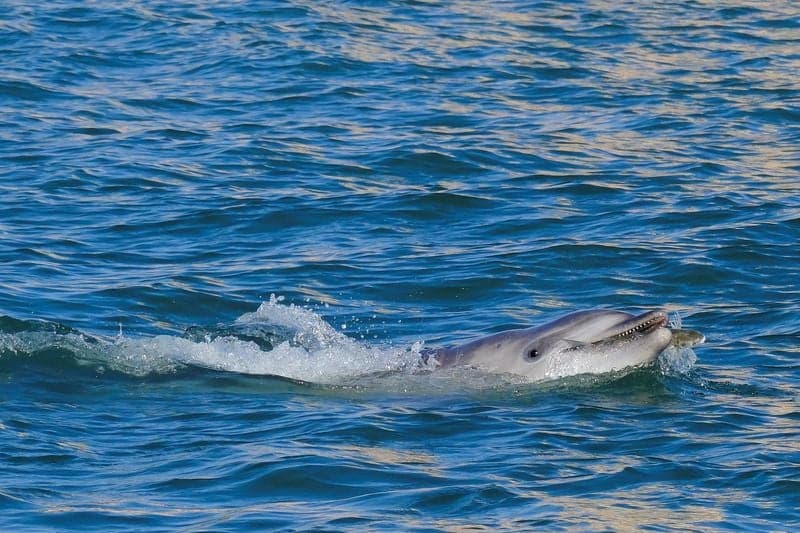 Image for 'Mimmo' the dolphin delights Venice tourists, worries experts
