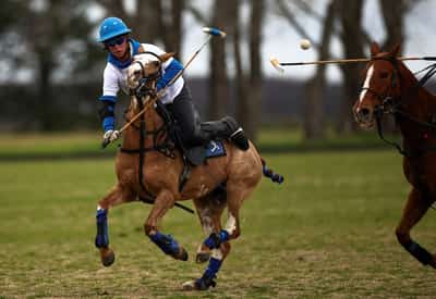 Image for World's first gene-edited horses are shaking up the genteel sport of polo