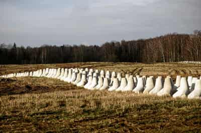 Image for Exclusive-Poland to start producing anti-personnel mines to lay along eastern border