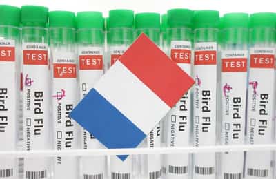 Image for France raises bird flu alert level to 'high' after new cases