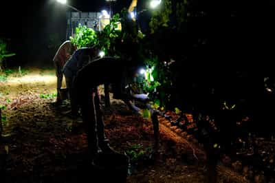 Image for Summer heat drives record-early night harvest at Catalan winery