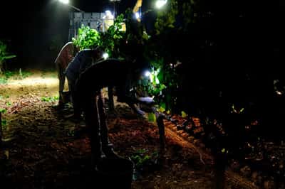Image for Summer heat drives record-early night harvest at Catalan winery