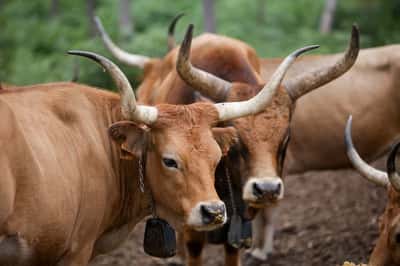 Image for In wildfire-ravaged Spain, farmers revive native sheep and cows to graze on flammable plants