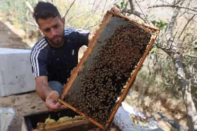 Image for With fields destroyed and hives lost, Gaza's beekeepers struggle to start over