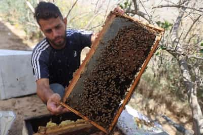 Image for With fields destroyed and hives lost, Gaza's beekeepers struggle to start over