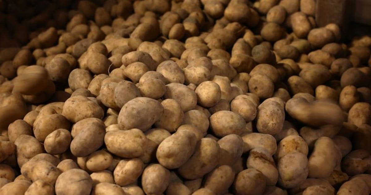 French potato crop to shrink by 23% after severe weather, growers say