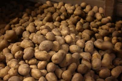 Image for French potato crop to shrink by 23% after severe weather, growers say