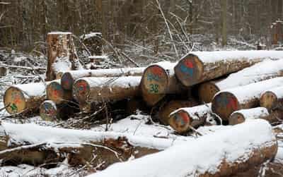 Image for EU to remove leather from anti-deforestation law after industry pressure, officials say