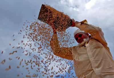 Image for Food inflation: Tight grain, oilseed supplies to keep prices elevated