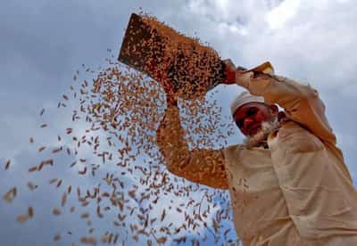 Image for Food inflation: Tight grain, oilseed supplies to keep prices elevated