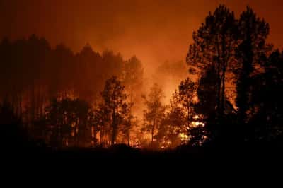 Image for France evacuates 525 as another wildfire hits southwestern pine woods