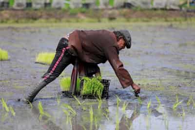 Image for From surplus to strain: world rice supply threatened by Iran war, El Nino