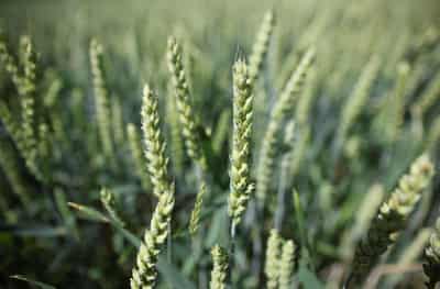 Image for EU proposes curbing more green rules on farming subsidies