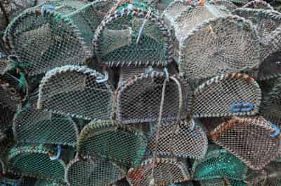Image for UK fishing sector sees more job losses if post-Brexit export troubles not tackled soon