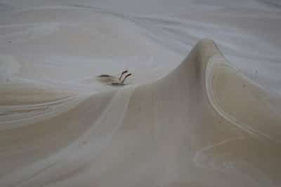 Image for Odesa zoo saves birds from oil spill following Russian attacks