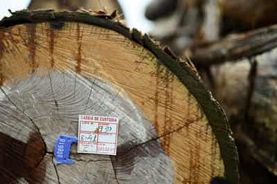 Image for EU eases deforestation law for smallholders but keeps 2025 start