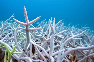 Image for Countries still way behind on UN biodiversity targets, research shows