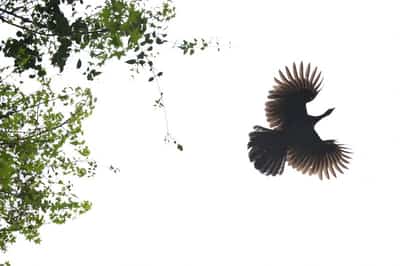 Image for Brazil's Jacu bird poo-poos US tariffs as specialty coffee sector suffers