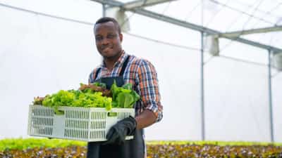 Image for Aggregation is the key to unlock the huge potential of Africa’s smallholder farmers