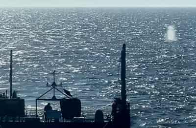 Image for Denmark checks if dead whale is Germany's recently rescued Timmy