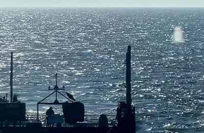 Image for Denmark checks if dead whale is Germany's recently rescued Timmy