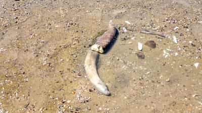 Image for Mammoth remains revealed in Bulgaria after Danube water levels hit record low