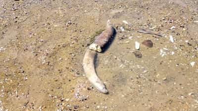 Image for Mammoth remains revealed in Bulgaria after Danube water levels hit record low