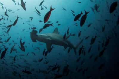 Image for Bankers bet billions on new wave of debt-for-nature deals