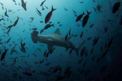 Image for Bankers bet billions on new wave of debt-for-nature deals