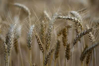 Image for Paris wheat falls on world financial market meltdown, strong euro