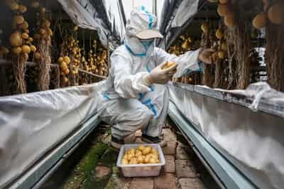 Image for China scientists rush to climate-proof potatoes