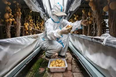 Image for China scientists rush to climate-proof potatoes