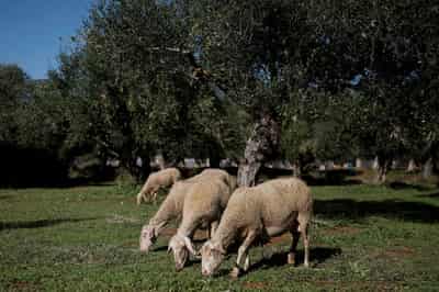 Image for Greece could ban movement of sheep, goats if sheeppox outbreak spreads