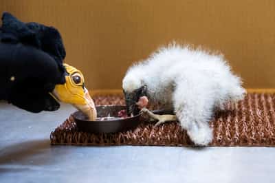 Image for Prague zookeepers turn to puppets to parent baby vultures