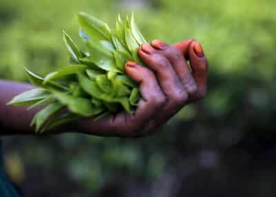 Image for &#8216;Recipe for disaster&#8217;: COVID-19 spreads fear in India&#8217;s tea estates