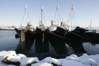 Image for Iceland to propose whaling ban, leaving Norway and Japan isolated