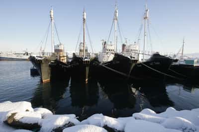 Image for Iceland to propose whaling ban, leaving Norway and Japan isolated