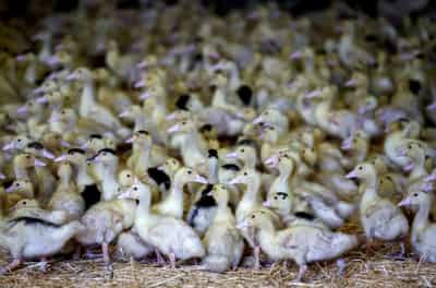 Image for France confirms bird flu vaccination after favourable tests
