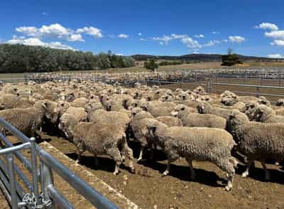 Image for Australia cashes in on record sheep prices as meat exports surge