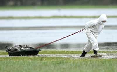 Image for Rapid early spread of bird flu in Europe raises fears of fresh crisis