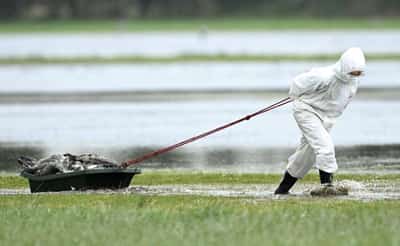 Image for Rapid early spread of bird flu in Europe raises fears of fresh crisis