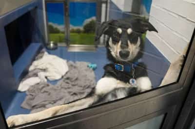 Image for Cash-strapped Britons give up pets as living costs soar