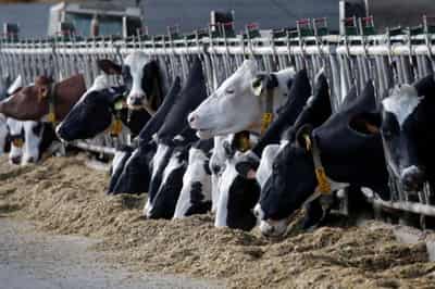 Image for EU strikes deal on huge farm subsidies, ending three years of negotiations