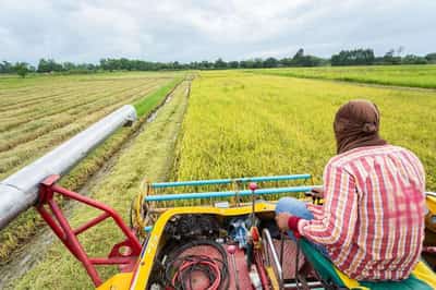 Image for Optimizing the benefits of agriculture to transform Nigeria