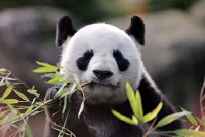 Image for French zoo workers say their goodbyes as two pandas head to retirement in China