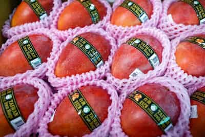 Image for Taiwan's premium mangoes wing their way to Europe for the first time