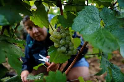 Image for Record cold night gives fruit and wine growers no respite