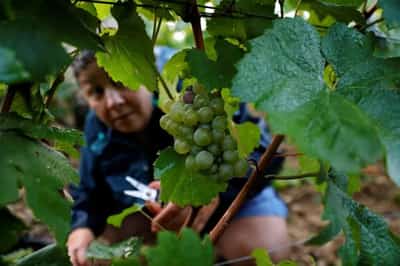Image for Record cold night gives fruit and wine growers no respite