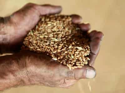 Image for Kremlin says West triggered global food crisis with sanctions